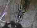 Black Widow Spider cocooning Lizard HF100 Cat.#V12607, 1920x1080 H.264/AVCHD (.MTS), 24 sec. at 30fps 