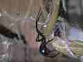 Black Widow Spider cocooning Lizard HF100 Cat.#V12608, 1920x1080 H.264/AVCHD (.MTS), 21 sec. at 30fps 