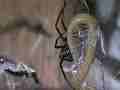Black Widow Spider cocooning Lizard HF100 Cat.#V12611, 1920x1080 H.264/AVCHD (.MTS), 11 sec. at 30fps 