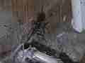 Black Widow Spider cocooning Lizard HF100 Cat.#V12620, 1920x1080 H.264/AVCHD (.MTS), 19 sec. at 30fps 