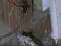 Black Widow Spider cocooning Lizard HF100 Cat.#V12621, 1920x1080 H.264/AVCHD (.MTS), 5 sec. at 30fps 