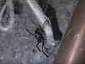 Black Widow Spider cocooning Lizard HF100 Cat.#V12624, 1920x1080 H.264/AVCHD (.MTS), 43 sec. at 30fps 