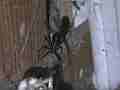 Black Widow Spider cocooning Lizard HF100 Cat.#V12625, 1920x1080 H.264/AVCHD (.MTS), 10 sec. at 30fps 