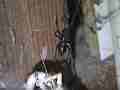 Black Widow Spider cocooning Lizard HF100 Cat.#V12629, 1920x1080 H.264/AVCHD (.MTS), 25 sec. at 30fps 