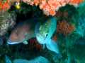 Swimmin with the Fishes - Diving Santa Cruz Yellowbanks GoPro Hero2 6-15-2013 Cat.#V12642, 1280x720 Windows Media .WMV, 269 sec. at 30fps 