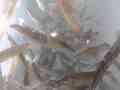 Anacapa Squid in tank Cat.#V12753, 1920x1080 H.264/MPEG-4 AVC (.MP4), 61 sec. at 30fps 