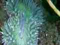 Anacapa SCUBA Diving 7-6-2013 1 Cat.#V12763, 1280x720 Windows Media .WMV, 407 sec. at 30fps 