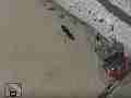 Blue Baron wasp hunting crickets Cat.#V12806, 1920x1080 H.264/AVCHD (.MTS), 7 sec. at 30fps 