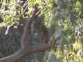 Red-Shouldered Hawk Cat.#V12834, 1920x1080 H.264/AVCHD (.MTS), 12 sec. at 30fps 