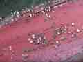 Save the Larvae! Ant mass exodus from flooded nest Cat.#V12919, 1920x1080 H.264/AVCHD (.MTS), 14 sec. at 30fps 