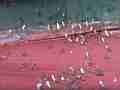 Save the Larvae! Ant mass exodus from flooded nest Cat.#V12922, 1920x1080 H.264/AVCHD (.MTS), 13 sec. at 30fps 