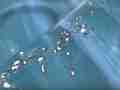 Save the Larvae! Ant mass exodus from flooded nest Cat.#V12932, 1920x1080 H.264/AVCHD (.MTS), 15 sec. at 30fps 