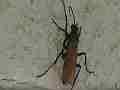 Tarantula Hawk wasp resting Cat.#V12938, 1920x1080 H.264/AVCHD (.MTS), 14 sec. at 30fps 