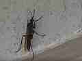 Tarantula Hawk wasp resting Cat.#V12940, 1920x1080 H.264/AVCHD (.MTS), 7 sec. at 30fps 