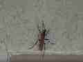 Tarantula Hawk wasp resting Cat.#V12941, 1920x1080 H.264/AVCHD (.MTS), 19 sec. at 30fps 