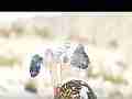 Slow motion Shooting 600fps NICE thick glass shard on stick in sky (22) Cat.#V13319, 432x192 H.264/AVC1 (.MOV), 12 sec. at 30fps 