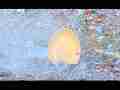600fps slow motion plate chunk on ground miss and hit TRIMMED Cat.#V13323, 432x192 H.264/AVC1 (.MOV), 34 sec. at 30fps 