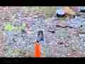 Slow motion Shooting 600fps bullet hits bottle Cat.#V13329, 432x192 H.264/AVC1 (.MOV), 22 sec. at 30fps 