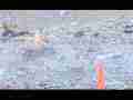 Shooting Lemonade bottle vaporizes in slow motion 600fps with .223 (AR15) Cat.#V13342, 432x192 H.264/AVC1 (.MOV), 26 sec. at 30fps 