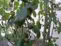 Slow Motion Hummingbird Nest Building GoPro Hero3+ Cat.#V13911, 848x480 H.264/MPEG-4 AVC (MP4), 29 sec. at 240fps 