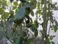 Slow Motion Hummingbird Nest Building GoPro Hero3+ Cat.#V13919, 848x480 H.264/MPEG-4 AVC (MP4), 34 sec. at 240fps 