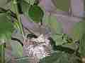 Close-up Hummingbird empty Nest building In Progress Cat.#V13926, 1920x1080 H.264 AVCHD (.MTS), 7 sec. at 30fps 