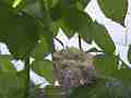 Allens Hummingbird Nest Building Canon HF100 Cat.#V13935, 1920x1080 H.264 AVCHD (.MTS), 10 sec. at 30fps 