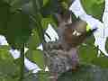 Allens Hummingbird Nest Building Canon HF100 Cat.#V13937, 1920x1080 H.264 AVCHD (.MTS), 21 sec. at 30fps 