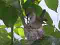 Allens Hummingbird Nest Building Canon HF100 Cat.#V13940, 1920x1080 H.264 AVCHD (.MTS), 38 sec. at 30fps 