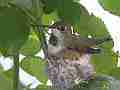Allens Hummingbird Nest Building Canon HF100 Cat.#V13943, 1920x1080 H.264 AVCHD (.MTS), 22 sec. at 30fps 