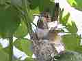 Allens Hummingbird Nest Building Canon HF100 Cat.#V13947, 1920x1080 H.264 AVCHD (.MTS), 16 sec. at 30fps 