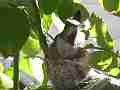 Allens Hummingbird Nest Building Canon HF100 Cat.#V13954, 1920x1080 H.264 AVCHD (.MTS), 17 sec. at 30fps 