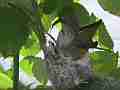 Allens Hummingbird Nest Building Canon HF100 Cat.#V13960, 1920x1080 H.264 AVCHD (.MTS), 16 sec. at 30fps 