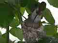 Allens Hummingbird Nest Building Canon HF100 Cat.#V13970, 1920x1080 H.264 AVCHD (.MTS), 23 sec. at 30fps 