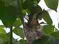 Allens Hummingbird Nest Building Canon HF100 Cat.#V13976, 1920x1080 H.264 AVCHD (.MTS), 51 sec. at 30fps 