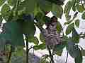 Hummingbird Nest Building 2K format Cat.#V14008, 2704x1524 H.264/MPEG-4 AVC (MP4), 15 sec. at 30fps 