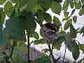 Hummingbird Nest Building 2K format Cat.#V14014, 2704x1524 H.264/MPEG-4 AVC (MP4), 29 sec. at 30fps 