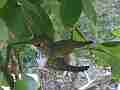 Hummingbird Nest Building HD Cat.#V14041, 1920x1080 H.264 AVCHD (.MTS), 12 sec. at 30fps 