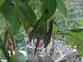 Hummingbird Nest Building HD Cat.#V14043, 1920x1080 H.264 AVCHD (.MTS), 17 sec. at 30fps 