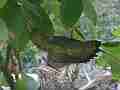 Hummingbird Nest Building HD Cat.#V14053, 1920x1080 H.264 AVCHD (.MTS), 41 sec. at 30fps 
