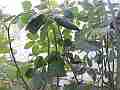 Hummingbird Nest Hero3 wide-angle working on nest Cat.#V14074, 1920x1080 H.264/MPEG-4 AVC (MP4), 30 sec. at 30fps 