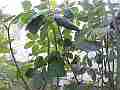 Hummingbird Nest Hero3 wide-angle flyy off Cat.#V14077, 1920x1080 H.264/MPEG-4 AVC (MP4), 22 sec. at 30fps 
