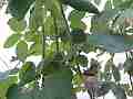 Hummingbird Nest Hero3 wide-angle fly-off Cat.#V14081, 1920x1080 H.264/MPEG-4 AVC (MP4), 11 sec. at 30fps 