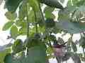 Hummingbird Nest Hero3 wide-angle fly-in Cat.#V14086, 1920x1080 H.264/MPEG-4 AVC (MP4), 16 sec. at 30fps 