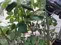 Hummingbird Nest Hero3 wide-angle fly-off Cat.#V14107, 1920x1080 H.264/MPEG-4 AVC (MP4), 16 sec. at 30fps 