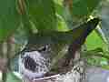 Hummingbird in Nest With Eggs Cat.#V14111, 1920x1080 H.264 AVCHD (.MTS), 30 sec. at 30fps 
