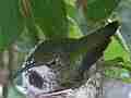 Hummingbird in Nest With Eggs Cat.#V14113, 1920x1080 H.264 AVCHD (.MTS), 21 sec. at 30fps 