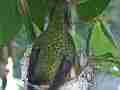 Hummingbird in Nest With Eggs building nest Cat.#V14120, 1920x1080 H.264 AVCHD (.MTS), 30 sec. at 30fps 