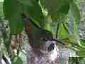 Hummingbird in Nest With Eggs fly-off Cat.#V14126, 1920x1080 H.264 AVCHD (.MTS), 19 sec. at 30fps 