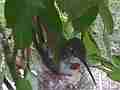 Hummingbird in Nest With Eggs building nest Cat.#V14130, 1920x1080 H.264 AVCHD (.MTS), 88 sec. at 30fps 